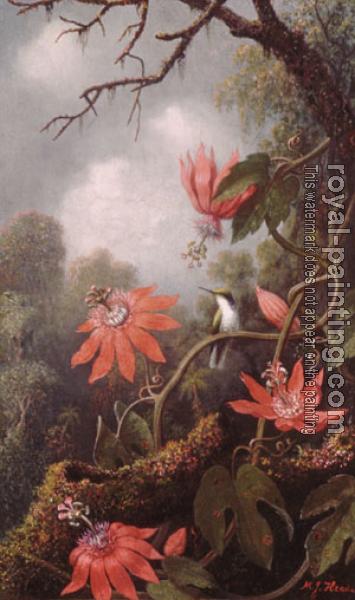 Martin Johnson Heade : Hummingbird And Passionflowers